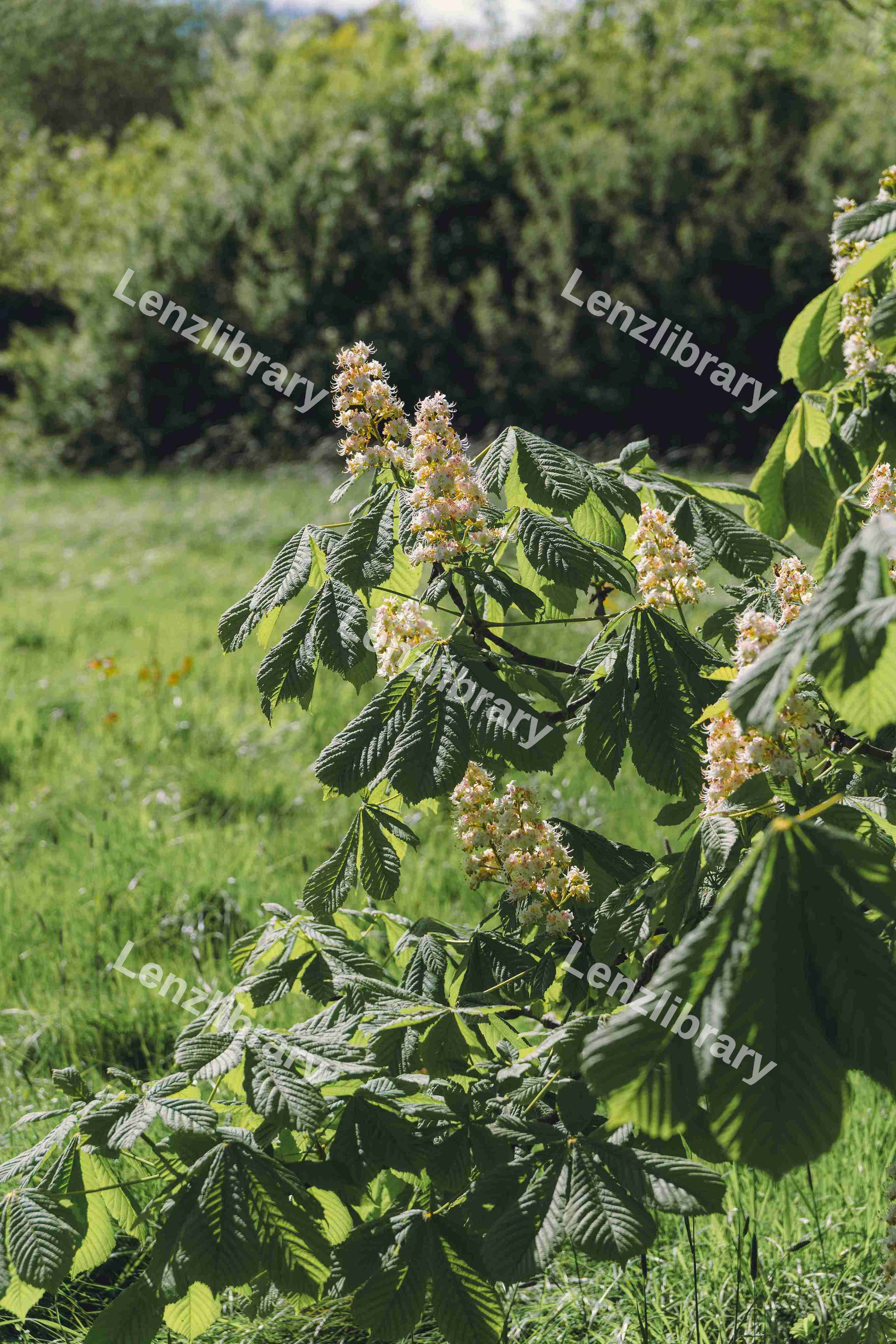 Chestnut Tree In The Spring